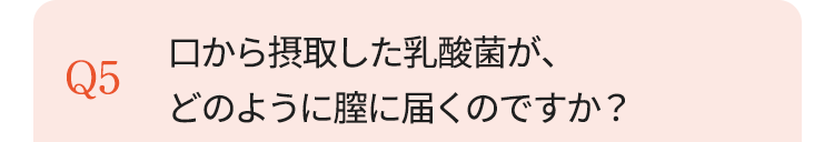 口から摂取した乳酸菌が、
どのように膣に届くのですか？